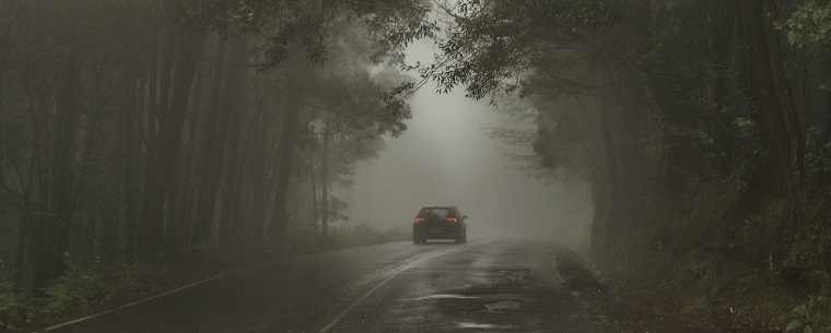 car on tree-lined road in fog