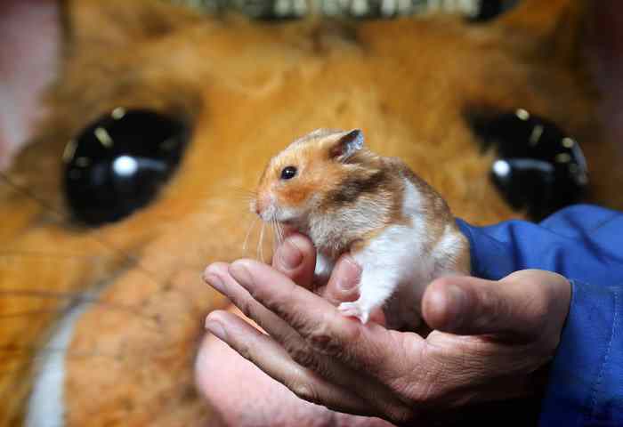 Giant hamster in Kwik Fit
