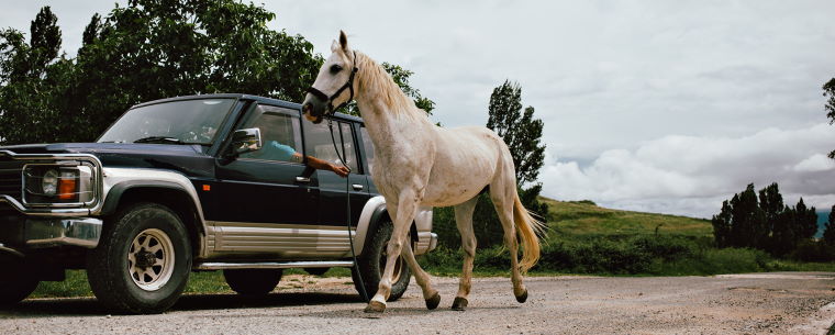 A horse walking alongside an SUV