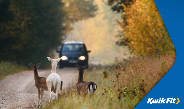 Three young deer, possibly fawns, wait nervously at the side of a country road as a black car approaches.