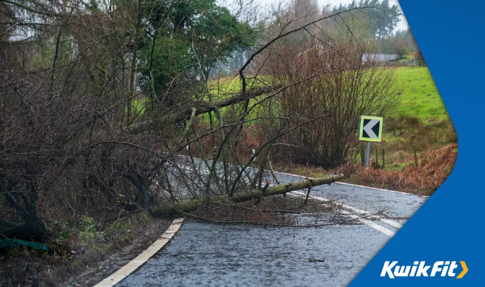 Fallen tree in the road